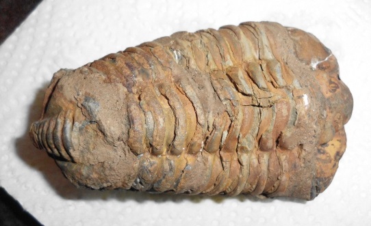 Domfossil?