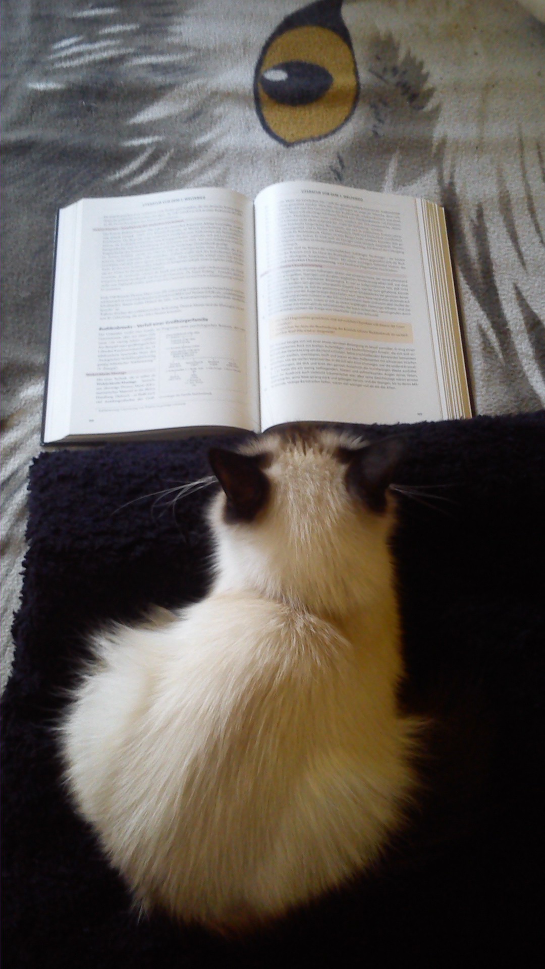 Die lesende Katzendame