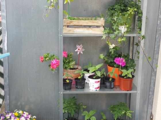 Mein Balkon Garten wächst ♥ :D