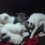 Kyon & die Kittenschar