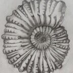 Selbst gezeichneter Ammonit
