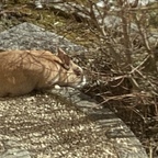 Kaninchen untersucht Garten während des Auftauens