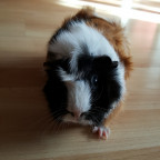 Neues Familienmitglied - Suri