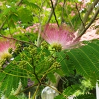 außergewöhnlicher Seidenbaum mit pinken Fächer-Blüten