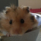 Hamster ;3
