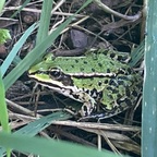 Noch ein Fröschchen🐸