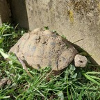 Schildkröte