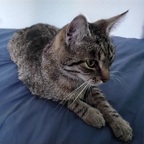 Miau!