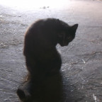 Mauzi, Katze vom Bauernhof