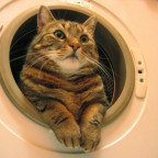 Die Katze in der Waschmaschine