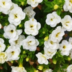 weiße kleinblütige Petunie