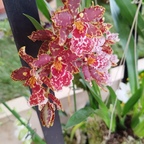 seltene rot-gelb-weiß gemusterte Orchidee