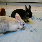 Bunny und Lily