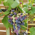 Farbenmix an einer Weintrauben-Rebe
