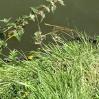 Schwimmende Ringelnatter🐍
