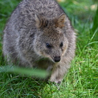Quokka-Mania oder doch nicht?