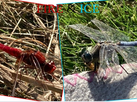 Fire Dragonfly & Frost Dragonfly