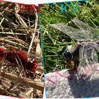 Fire Dragonfly & Frost Dragonfly