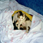 meine katze mit ihren ersten babies