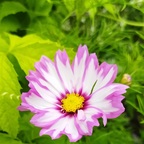 wunderhübsche zweifarbige Cosmea-Blüte