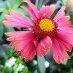 rote Sonnenhut-Blüte mit Knick im Blatt