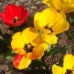 rot-gelbe mittelgroße Tulpen