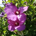 Blüten meines Hibiskus-Strauchs