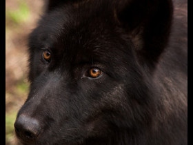 Schwarzer Wolf