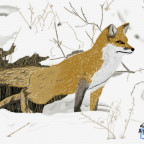 Fuchs im Schnee