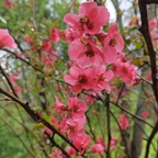rote Blüten eines Zierquitten-Busches
