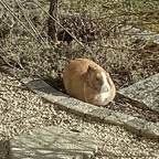 Rollmops oder doch nur lustloses Kaninchen?