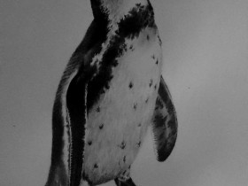 Humboldt-Pinguin, wieder^^