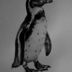 Humboldt-Pinguin, wieder^^