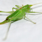 Because Tai likes grasshoppers, too :)