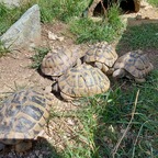 Meine 5 Schildkröten!