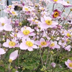 wunderschöne japanische Anemone ❤