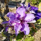 violette Lieblings-Clematis am Pfirsichbaum