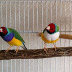 Meine 4 Gouldamadinen Vögel