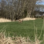 Hej Bambi
