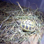 Weitere Bilder meiner Schildkröte