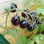 schwarze kleine Tomaten-Sorte