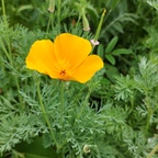 Sonnenschein-Klatschmohn in knallig-orange