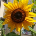 wunderhübsche kleine Sonneblume